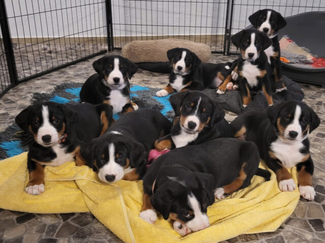 Alle „L-Zwergis“ sind ausgezogen